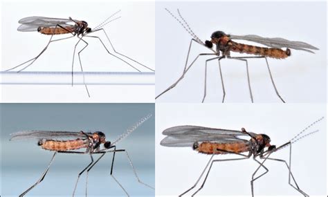 Diptera.info - Discussion Forum: Cecidomyiidae_ID? (Cecidomyiidae)