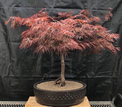 Weeping Red Dragon Japanese Maple Bonsai Tree (Acer palmatum dissectum ...