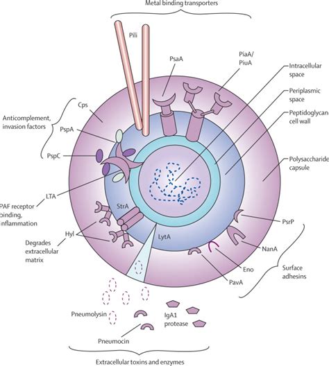 Pneumonia: Treatments and Vaccines