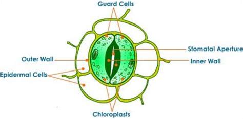 Draw a labelled diagram of stomata. List two functions of stomata.