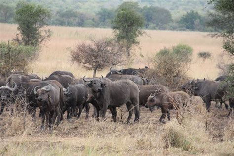 Animals at Ruaha National Park Stock Image - Image of landmost ...