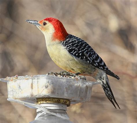 Popular Backyard Birds of Indiana (With Pictures) - Birdwatching Tips ...