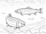 Rainbow Trouts coloring Page  Free Printable Coloring Pages sketch template