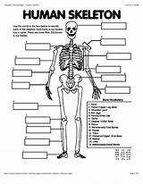 Skeleton Coloring Pages For Kids  Home sketch template