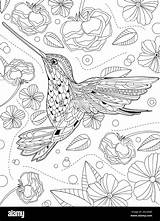 Hummingbird Eating Flower Syrup With Flowers And Roses Surrounding Line  sketch template
