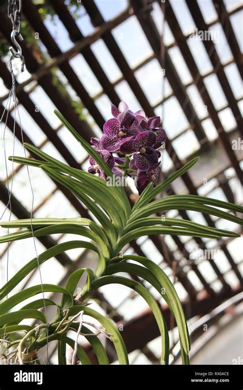 Vanda orchid hybrid flower Stock Photo - Alamy