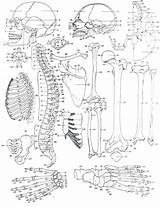 Skeletal System Coloring Pages At GetColoringscom  Free Printable sketch template