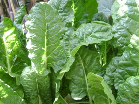 Spinach: nutrition facts and health benefits - Nutrition and Innovation