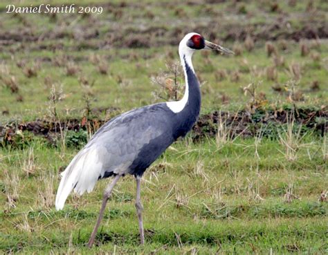 White Naped Crane | BirdForum