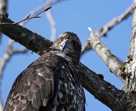 Female Bald Eagle « NORTHWEST WILDLIFE ONLINE