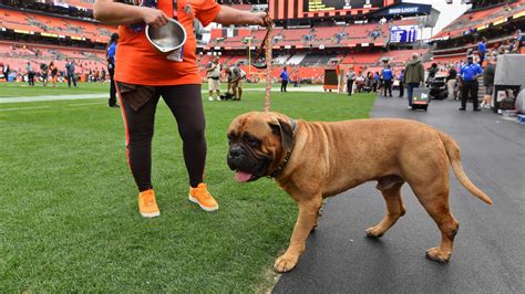 Browns' Dog Mascot 'Swagger' to Retire on Sunday