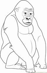 Gorilla Coloring Pages Printable sketch template