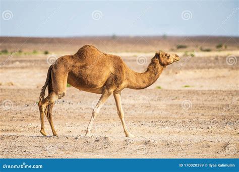 Arabian Camel Walking in Desert Stock Image - Image of travel, oman: 170020399