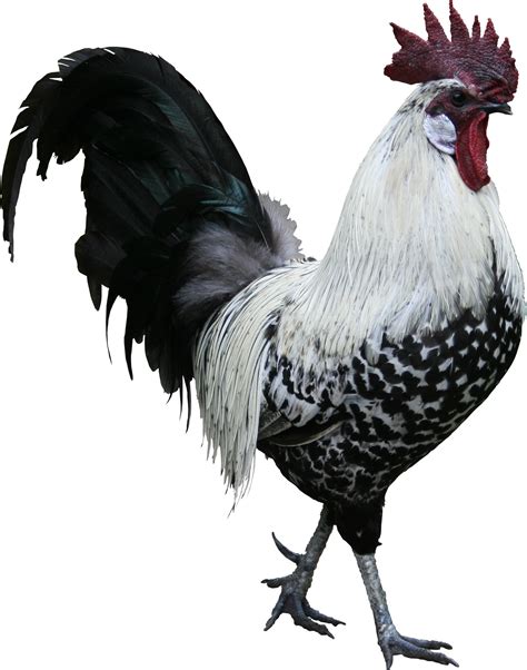 Rooster PNG Transparent Images, Pictures, Photos