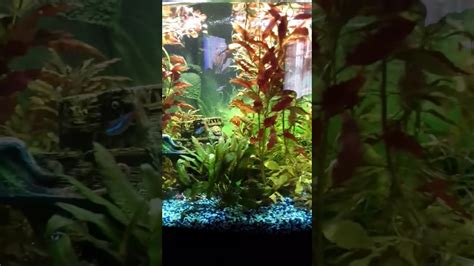 36 gallon freshwater aquarium - YouTube