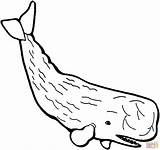 59 Whale Coloring Pages  ColoringPagesOnlycom sketch template