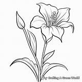 Lily Coloring Pages  Free & Printable sketch template