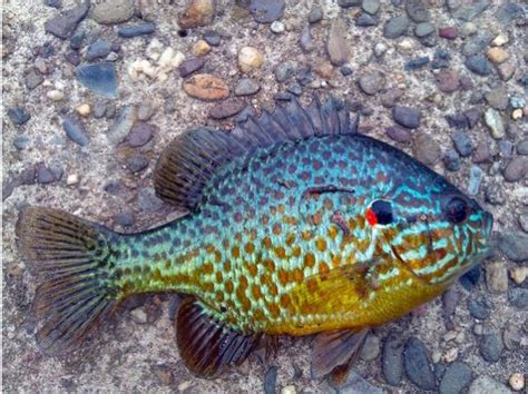 Sunfish Pumpkinseed Gamefish | Arizona Aquatic Gardens