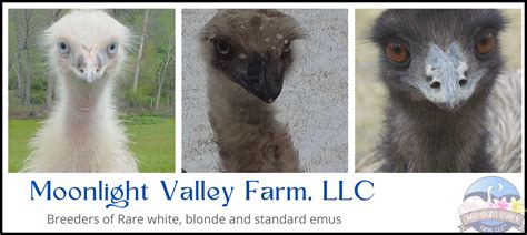 Emu & Rare White Emus : MoonlightValleyFarm.com - Store