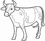 Cow Printable Coloring Pages  Home sketch template