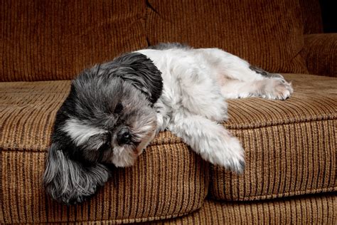 Lazy Dog Breeds That Are Expert Nappers | Reader's Digest