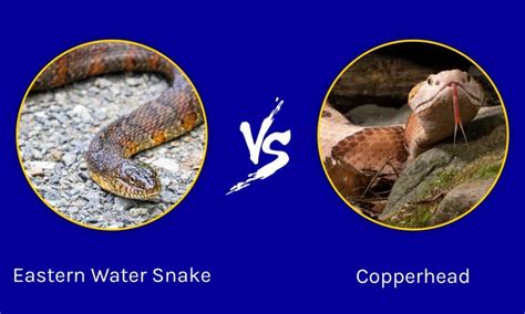 Northern Water Snake Vs Copperhead