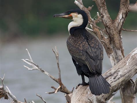 Great Cormorant - eBird