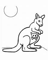 Free kangaroo Drawing To Download And color  Kangaroo Coloring Pages sketch template