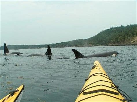 Kayaking with Orcas | San Juan Islands, Washington | San Juan, WA 2017 | Pinterest | Lakes, San ...