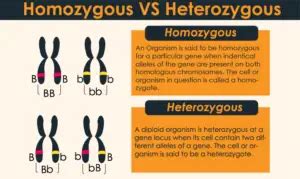 What is the Difference between heterozygous and homozygous individuals? – 24 Hours Of Biology