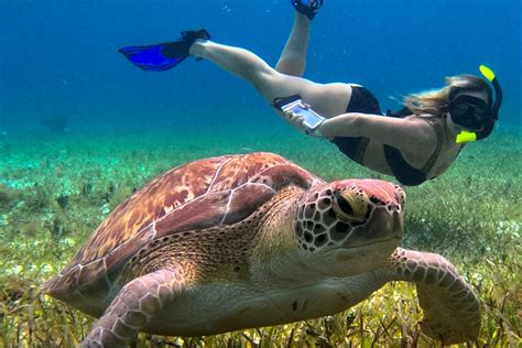 Snorkel en el santuario de tortugas de Cozumel - Riviera Maya