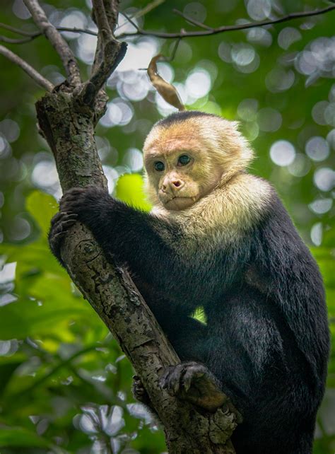 Panamanian white-faced capuchin (Cebus imitator), | Panamani… | Flickr