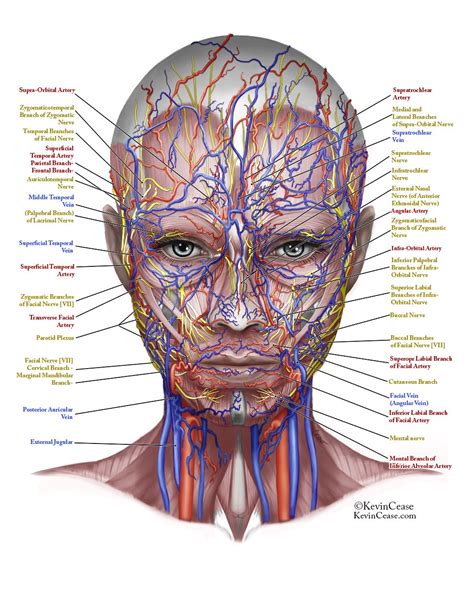 face_1_all_by_kevincease-d6rgbdj.jpg (1024×1304) | Facial anatomy, Face ...