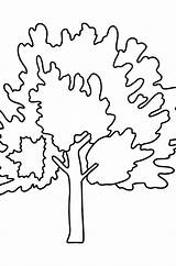 Maple coloring Page For kids ♥ Online And Print Free sketch template