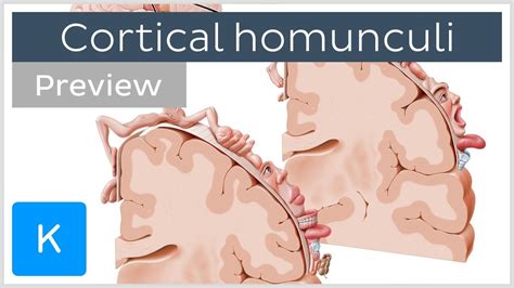 Primary Somatosensory Cortex Homunculus