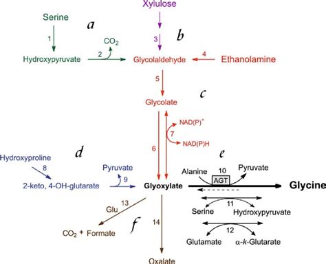 Pathways of glyoxylate metabolism. Routes that yield glycine through... | Download Scientific ...