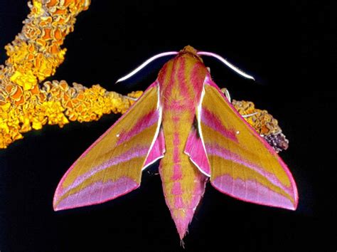 20 Moth Species More Beautiful Than Butterflies | Moth species, Moth ...