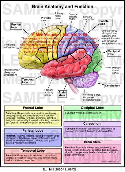 Brain anatomy, Brain anatomy and function, Human brain anatomy