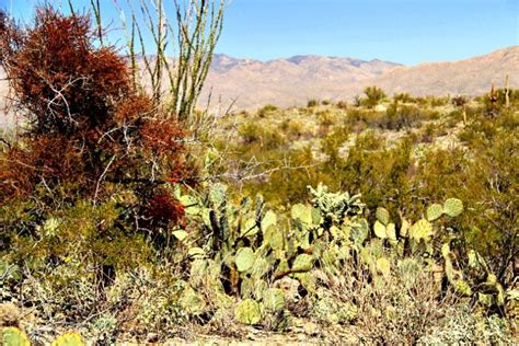 Saguaro National Park is Arizona’s First Urban Night Sky Place and Why It Is a Big Deal - RVing ...