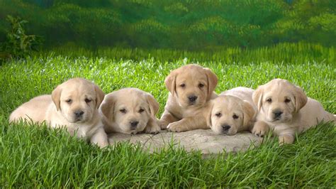 Yellow Lab Puppy wallpaper | 1366x768 | #59291