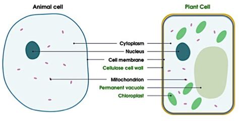 Plant Cell Membrane Function : Membranes and Membrane Lipids - The cell membrane consists of a ...