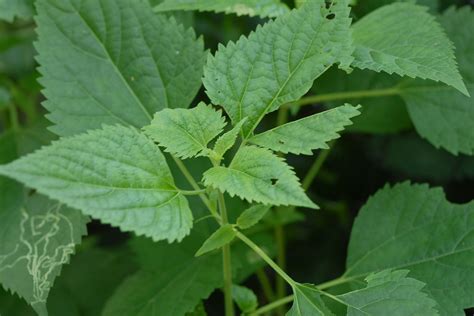 Photo: 13, Plant: White snakeroot [Ageratina altissima]