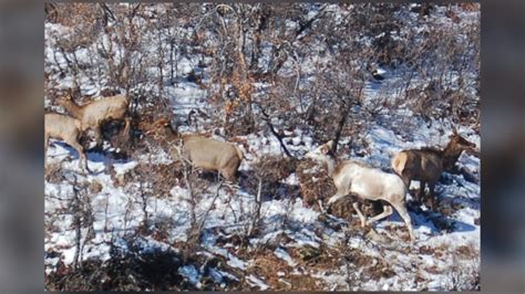 Rare 1 in 100,000 piebald cow elk spotted in Colorado