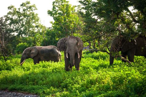 Experience The Wildlife Of Ghana On Safari | Fabbricabois