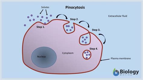 Pinocytosis - Definition and Examples - Biology Online Dictionary