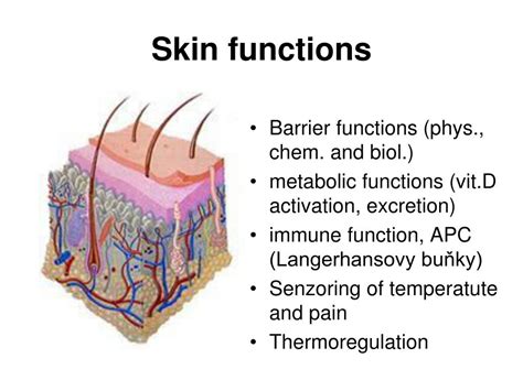 PPT - Skin barrier function, skin conductivity PowerPoint Presentation - ID:4033369