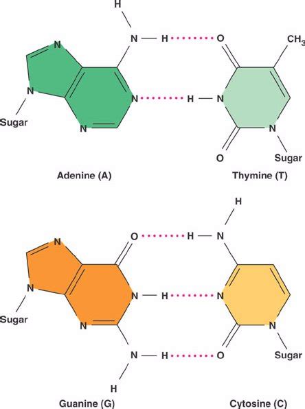 What are the nitrogen bases in a DNA molecule? | Socratic