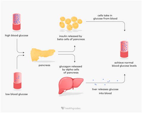 Glucagon: Function and Related Conditions