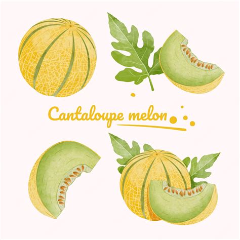 Premium Vector | Set of cantaloupe melon design elements. watercolour style vector illustration.