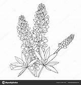 Texas Bluebonnet Flower Drawings Sketch Coloring Page sketch template